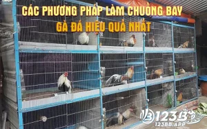 Các phương pháp làm chuồng bay gà đá hiệu quả nhất