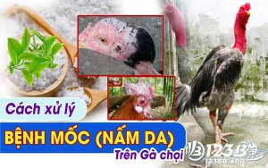 Cách chữa bệnh gà chọi bị mốc nhanh và an toàn