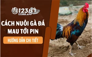 Gà đá tới pin là gì - Phương pháp huấn luyện chuẩn nhất