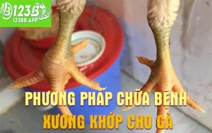 Phương pháp chữa bệnh xương khớp cho gà