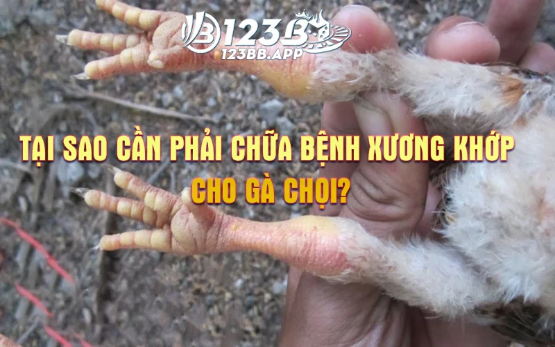 Tại sao cần phải chữa bệnh xương khớp cho gà chọi?